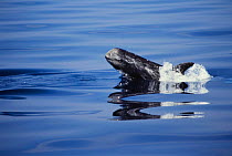 Breaching Rissos dolphin {Grampus griseus}, Ligurian Sea, Italy.