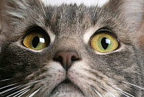Portrait face of Tortoiseshell cat {Felis catus}