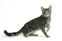 Tortoiseshell cat {Felis catus}