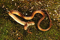 Rare two headed Eastern ribbon snake {Thamnophis sauritus} North Carolina, USA
