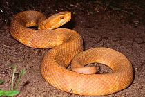 Albino Eastern cottonmouth / Water moccasin snake {Thamnophis sauritus}, USA.