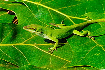 Green anole {Anolis carolinensis} resting on leaf, North Carolina, USA