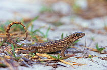 Northern curly tailed lizard {Leiocephalus carinatus armouri}, Abaco Island, Bahamas.