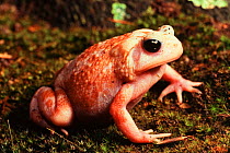 Albino Fowlers toad {Bufo woodhousii fowleri}, North Carolina, USA.