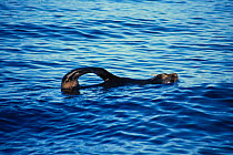 New Zealand fur seal {Arctocephalus forsteri} showing jug handle behaviour, Pacific.