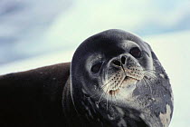 Portrait of a Weddell seal {Leptonychotes weddelli}Paradise Bay, Antarctic.