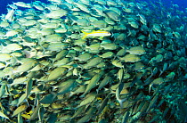 Shoal of Yellow goatfish {Mulloidichthys martinicus} and French grunt, Bahamas