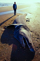 Man looking at stranded Basking shark {Cetorhinus maximus}, North Carolina, USA.