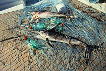 Immature Swordfish {Xaphias gladias} caught in abandoned drifting longline, Italy.