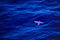 California flying fish {Cypselurus californicus} in flight above sea surface, Pacific.