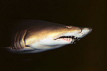 Captive Sand tiger shark {Carcharias taurus}, North Carolina Aquarium, USA.