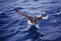 Corys shearwater {Calonectris diomedea} taking off from sea surface, Cape Hatteras, North Carolina, USA