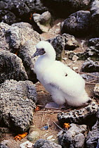 Masked booby {Sula dactylatra melanops} chick, Clipperton Island, Pacific.