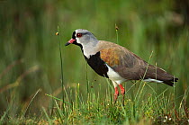 Southern lapwing {Vanellus chilensis} standing in grass, Chiloe Islands, Chile.