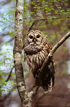 Barred owl { Strix varia} perching on branch, South Carolina, USA.