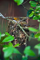 White eyed vireo {Vireo griseus} adult sitting at nest, Florida, USA. Ocala National Forest