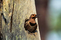 Northern flicker {Colaptes auratus} emerging from tree hole, North Carolina, USA.