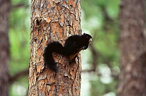Black phase Fox squirrel {Sciurus niger} on Longleaf pine, North Carolina, USA.