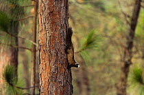 Black phase Fox squirrel {Sciurus niger} on trunk of Longleaf pine tree, North Carolina, USA.