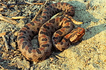Carolina pygmy rattlesnake {Sistrurus miliaris miliaris} North Carolina, USA