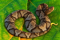 Copperhead snake {Agkistrodon contortrix}, North Carolina, USA.