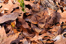 Copperhead snake {Agkistrodon contortrix} camouflaged among leaves, USA.