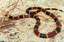 Eastern coral snake {Micrurus fulvius}, Florida, USA. Ocala National Forest
