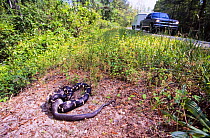 Eastern kingsnake {Lampropeltis getulus} eating Eastern hognosed snake beside road, USA.