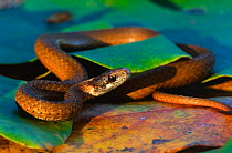 Redbelly snake {Storeria occipitomaculata}, USA. North Carolina