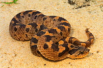 Southern hognose snake {Heterodon simus} North Carolina, USA