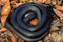 Southern black racer {Coluber constrictor priapus} coiled under log, North Carolina, USA