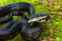 Black rat snake {Elaphe obsoleta} North Carolina, USA