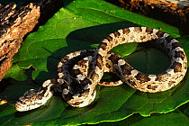 Black rat snake {Elaphe obsoleta} hatchling, North Carolina, USA