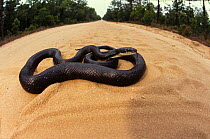 Black rat snake {Elaphe obsoleta} crossing road, North Carolina, USA