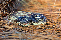 Pine gopher snake {Pituophis melanoleucus} coiled in grass, North Carolina, USA