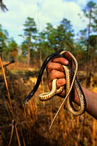 Coachwip snake {Masticophis flagellum} held in  hand, North Carolina, USA