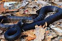 Coachwip snake {Masticophis flagellum}North Carolina, USA