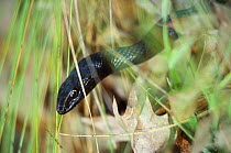 Coachwip snake {Masticophis flagellum} in long grass,  North Carolina, USA