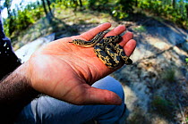 Pine gopher snake {Pituophis melanoleucus} hatchling held in hand, NOrth Carolina, USA.