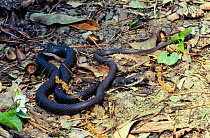 Southern black racer {Coluber constrictor priapus} North Carolina, USA