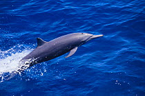 Eastern spinner dolphin {Stenella longirostris orientalis} porpoising, Pacific.