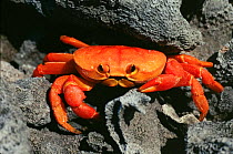 Red land crab {Gecarcinus quadratus} Clipperton Island, Pacific.