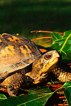 Eastern box turtle {Terrapene carolina carolina}, North Carolina, USA