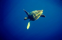 Juvenile Loggerhead turtle {Caretta caretta} underwater, Azores, Atlantic.