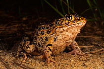 Florida gopher frog {Rana areolata aesopus} Florida, USA. Ocala National Forest