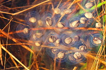 Tiger salamander {Ambystoma tigrinum} egg sac, North Carolina, USA. Goose Pond Bay