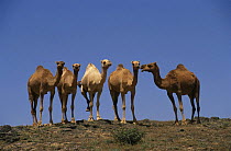 Dromedary camels standing in a group (Camelus dromedarius) Dhofar, Oman