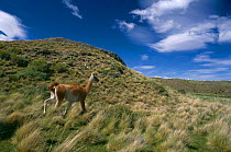 Guanaco {Lama guanicoe} walking through steppe grassland, Torres del Paine NP, Patagonia, Chile