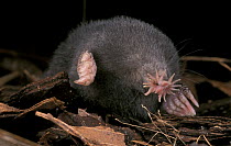 Star nosed mole {Condylura cristata} in leaf litter, North Carolina, USA. Dead specimen, found by photographer and photographed in-situ.