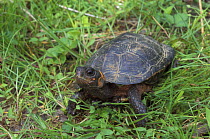 Bog turtle {Clemmys muhlenbergi) crawling through grass, North Carolina, USA